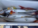 新潟 上越 完全フカセ マダイ